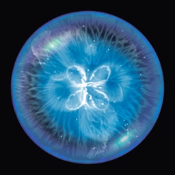 星噬完整版(Osmos)