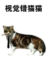 视觉错猫猫