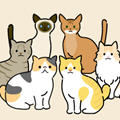 猫猫maker软件