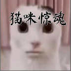 猫咪惊魂游戏手机版