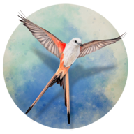 展翅翱翔完整版