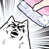 cat no wash不想洗澡的猫