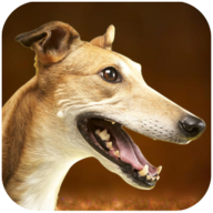 灵狮狗模拟(Greyhound Dog Simulator)