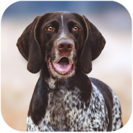 猎犬模拟器无限金币版(Greman ShorthairedPointer Simulator)