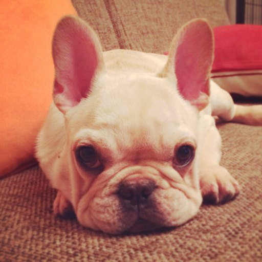 真实狗狗模拟器无限金币版游戏