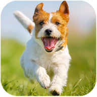 帕森斯犬模拟器无限金币版(Parsons Dog Simulator)