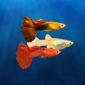 My Guppy(饲养孔雀鱼)