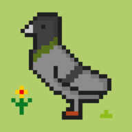 鸽子战争비둘기키우기