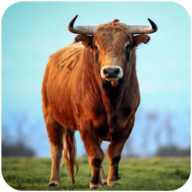 The Bull(俺是一头牛汉化版)