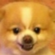 傻狗审判战游戏