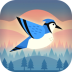 Bouncy Bird(有弹性的鸟)