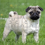 Pugs Jigsaw Puzzle(哈巴狗拼图手机游戏)