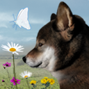 翌日波奇狗的历险记1.0