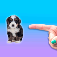 Dont Touch My Dog(别碰我的狗游戏)