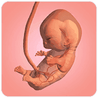 9个月游戏(9Months)1.16.0