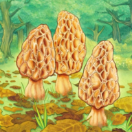 Morels(羊肚菌游戏)