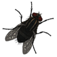 湖边之家：恐怖任务