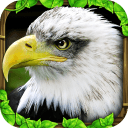 Eagle Simulator老鹰模拟器