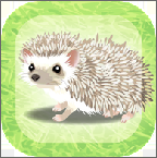 猬育成(治愈的猬刺育成游戏安卓版)