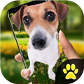 iDog - 狗在屏幕上app安卓版