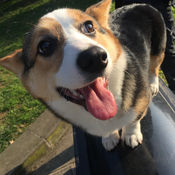 Pet Translator(人语翻译狗语app)