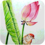 素描视频教程app