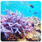 Blue for life安卓中文版