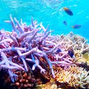 Blue for life(我们热爱的海洋安卓中文版)