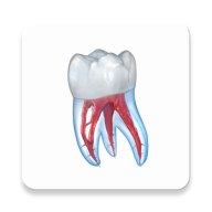 牙科3D图解DentalIllustrations