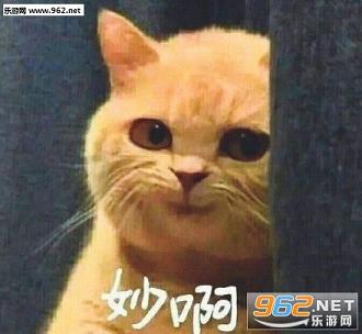 你做你的单身狗我有一个女朋友秒啊猫咪表情包