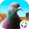 城市鸽子模拟器