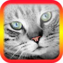 猫叫翻译模拟器