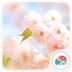 樱花落梦象动态壁纸安卓版