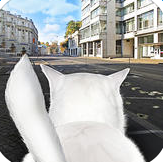 城市模拟猫安卓中文版