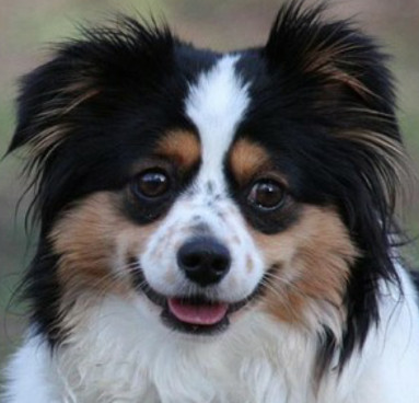 澳大利亚牧羊犬之谜