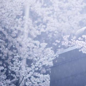 武大现真正樱吹雪桌面高清壁纸