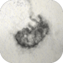 墙上的污迹汉化版