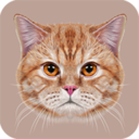 学猫叫翻译器安卓版