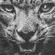 雪豹画质修改器8.5