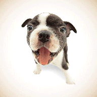 人狗语言翻译器免费版1.0.4