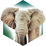 方舟动物园1.0.0