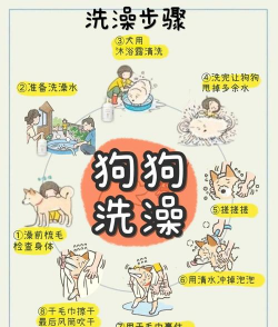 狗狗冲洗游戏怎么玩，掌握操作技巧，享受清洁乐趣