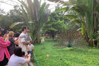 孔雀拔毛是什么游戏，玩法规则介绍，适合人群分析