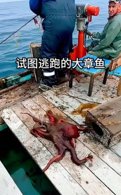 逃离章鱼游戏攻略，掌握关键技巧，快速通关