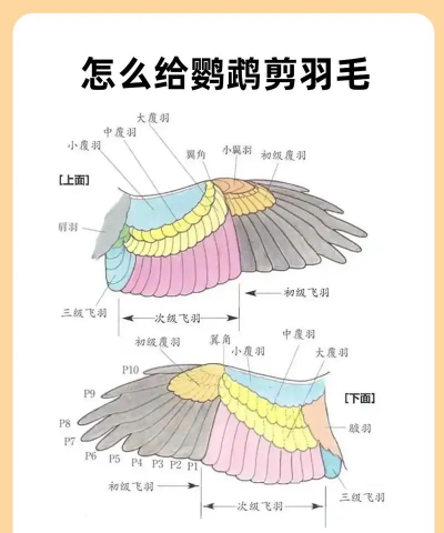 鸟类羽毛游戏怎么玩，新手入门指南，轻松掌握技巧
